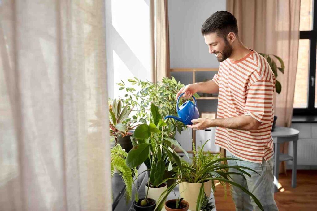 How to Care for Low Light Indoor Plants