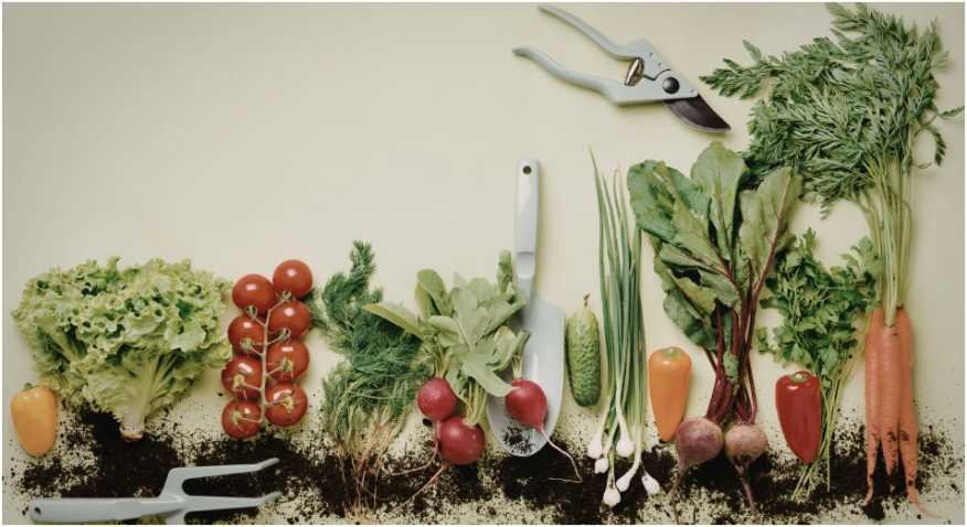 How to Start a Backyard Vegetable Garden From Scratch